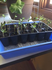 Apple Seedlings before they died